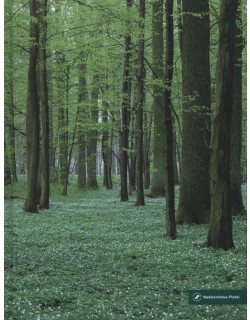 Nadleśnictwo Piaski